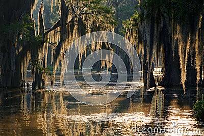 Spanish moss Stock Photo