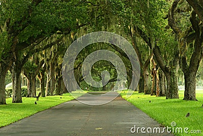 Spanish Moss pathway Stock Photo