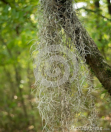 Spanish moss (Tillandsia usneoides) Stock Photo