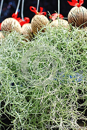 Spanish moss (Tillandsia usneoides) Stock Photo