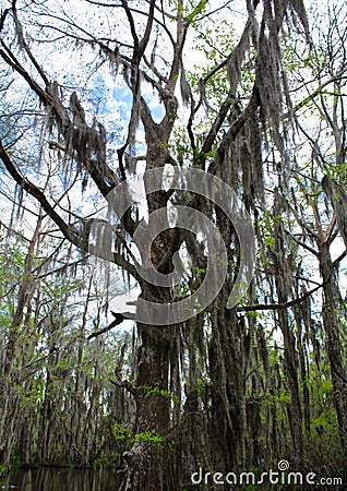 Spanish moss trees Stock Photo