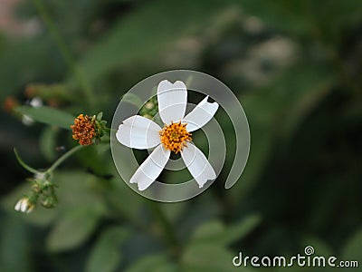 Spanish needdle are blooming everytime, it& x27;s beautyful Stock Photo