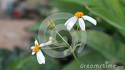 Spanish needdle are blooming everytime, it& x27;s beautyful Stock Photo