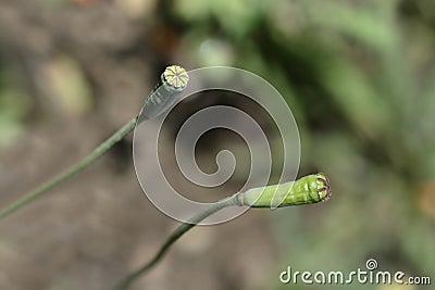 Spanish poppy Stock Photo