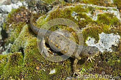 Spanish ribbed newt Pleurodeles waltl Stock Photo