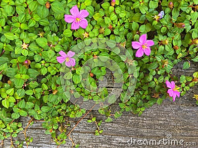 Spanish Shawl, also called Trailing Dwarf Tibouchina, in pink pu Stock Photo