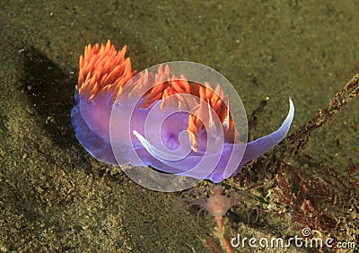Spanish Shawl nudibranch, santa catalina island, los angeles Stock Photo