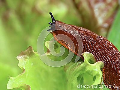 spanish slug in the garden on a lettuce leaf, close up of crawling snail on salad Stock Photo