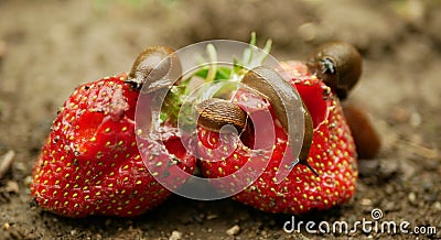 Spanish slug pest Arion vulgaris snail parasitizes on strawberry moves garden field, eating ripe fruit plant crops, moving Stock Photo