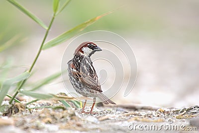 Spanish Sparrow. Stock Photo