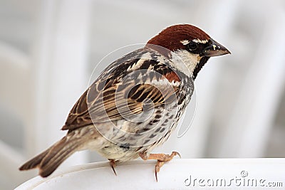 Spanish Sparrow Stock Photo