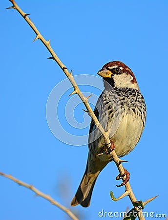 Spanish sparrow, Passer hispaniolensis Stock Photo