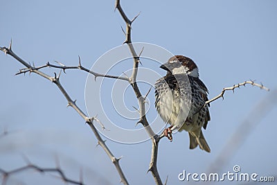 Spanish Sparrow - Passer hispaniolensis Stock Photo