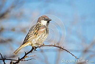 Spanish Sparrow - Passer hispaniolensis Stock Photo