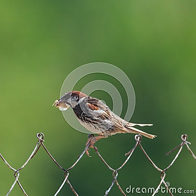 Spanish Sparrow Passer hispaniolensis with food in your beak Stock Photo