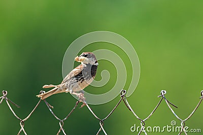 Spanish Sparrow Passer hispaniolensis with food in your beak Stock Photo