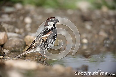 Spanish sparrow, Passer hispaniolensis Stock Photo