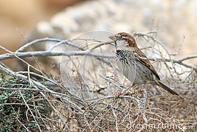 Spanish sparrow Passer hispaniolensis Stock Photo