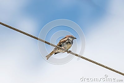 Spanish sparrow Passer hispaniolensis on power cabble Stock Photo