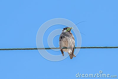 Spanish sparrow Passer hispaniolensis on power cabble Stock Photo