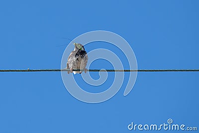Spanish sparrow Passer hispaniolensis on power cabble Stock Photo