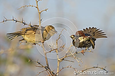 Spanish Sparrow - Passer hispaniolensis Stock Photo