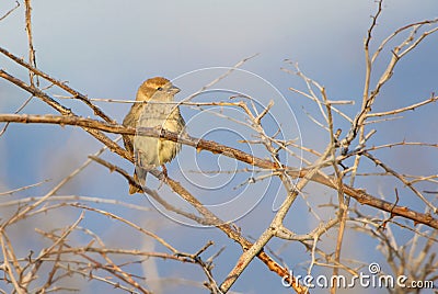 Spanish Sparrow - Passer hispaniolensis Stock Photo