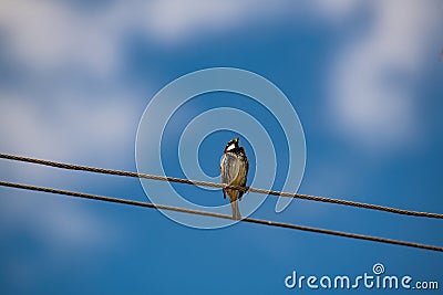 Spanish sparrow Passer hispaniolensis subspecies transcaspicus Wildlife photo Stock Photo