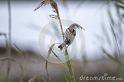 Spanish Sparrow - Passer hispaniolensis - who gathers straw for his nest Stock Photo