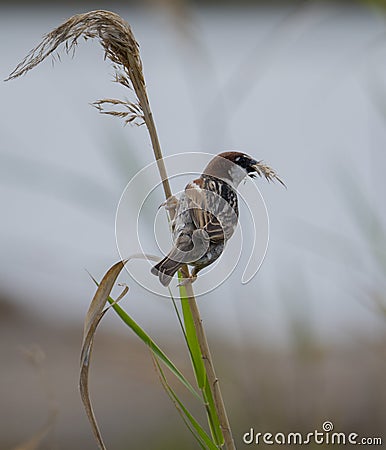 Spanish Sparrow - Passer hispaniolensis - who gathers straw for his nest Stock Photo