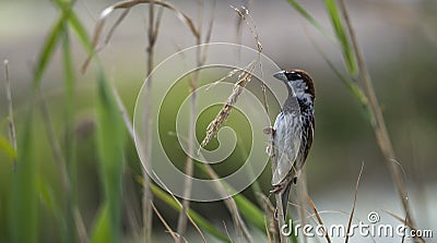 Spanish Sparrow - Passer hispaniolensis - who gathers straw for his nest Stock Photo