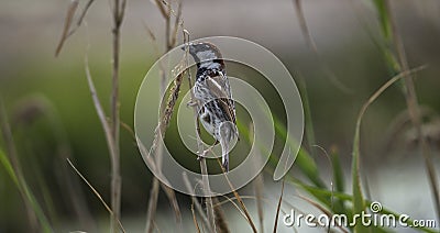 Spanish Sparrow - Passer hispaniolensis - who gathers straw for his nest Stock Photo