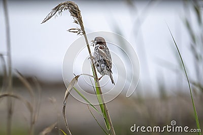 Spanish Sparrow - Passer hispaniolensis - who gathers straw for his nest Stock Photo