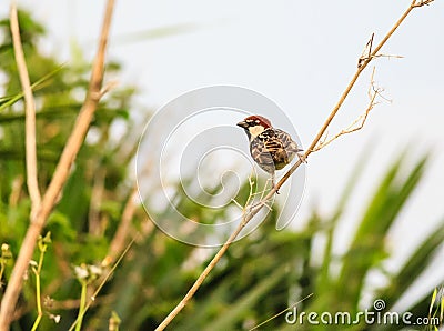 Spanish Sparrow Stock Photo