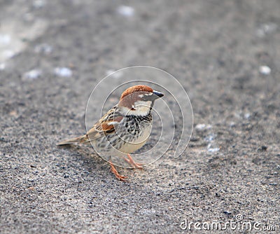 Spanish Sparrow Stock Photo