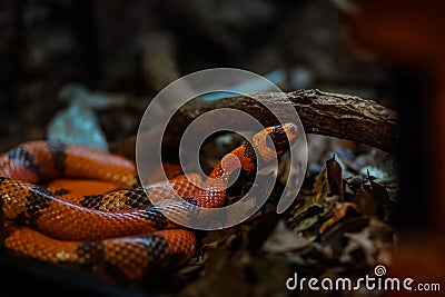 To understand what is the different between a colubrid and a snake, first you must have an understanding of the world of snakes Stock Photo