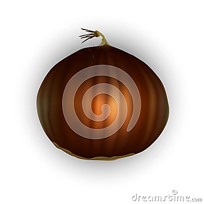 Spanish sweet chestnut. Castanea sativa. Vector Illustration