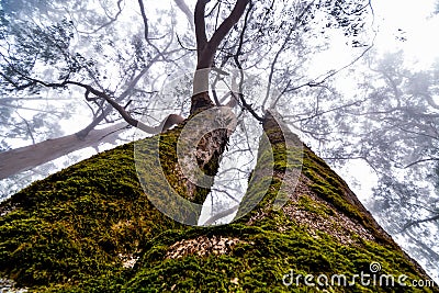 Landscape in Tenerfe Tropical Volcanic Canary Islands Spain Stock Photo