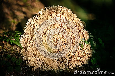 Sparassis crispa grows in the forest, parasitic edible mushroom Stock Photo