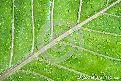 Sparkle of Droplets on surface leaf Stock Photo