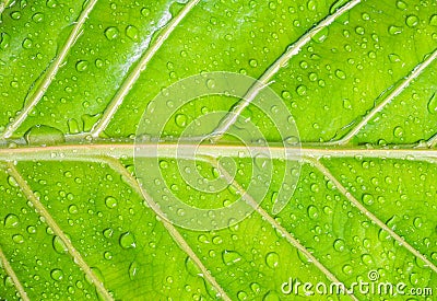 Sparkle of Droplets on surface leaf Stock Photo