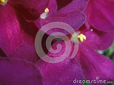 Shining flowers Saintpaulia African Violet Flowers purple pink fuchsia Stock Photo