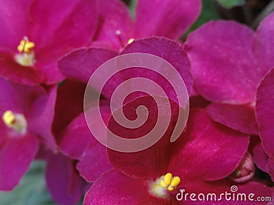 Shining flowers Saintpaulia African Violet Flowers purple pink fuchsia Stock Photo