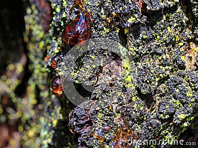 Red resin drop at gnarled gum tree bark close-up Stock Photo