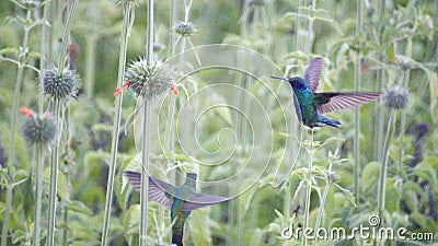 Sparkling violetear hummingbirds Stock Photo