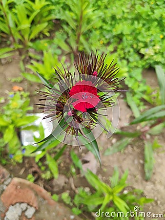 Sparky red flower Stock Photo