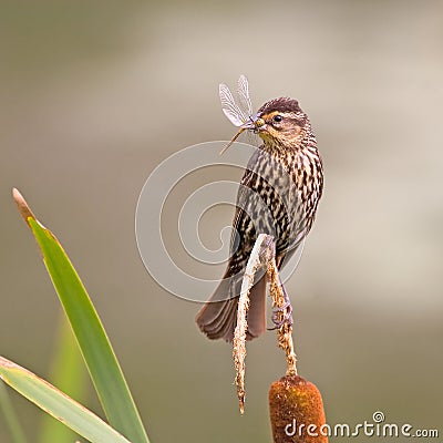 Sparrow Stock Photo