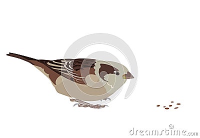 Sparrow Vector Illustration