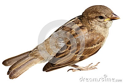 Sparrow Stock Photo