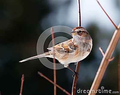 Sparrow Stock Photo